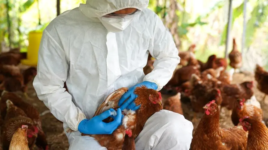 Not only causes a wave of egg shortage! Could "bird flu" take over from the new coronavirus and cause a pandemic? Doctors reveal: Human-to-human transmission fatality rate exceeds 50%