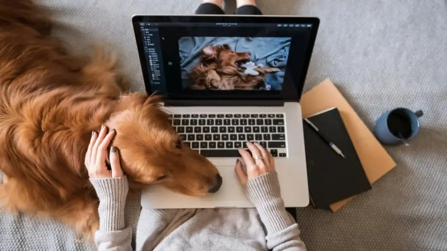 Does owning a pet make your brain "smarter"? Research reveals changes in owners: "Language memory" ability has actually increased