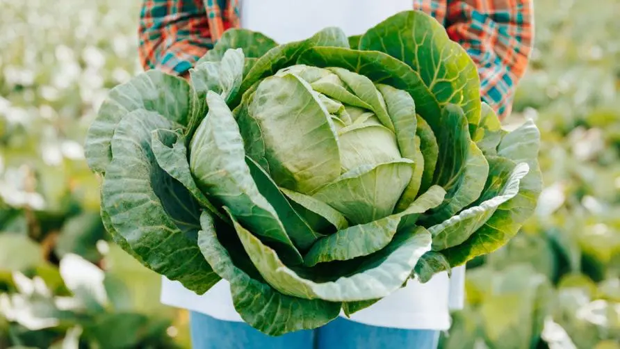 Never mind the pronunciation! Can you get at least "5 benefits" from eating cabbage? Nutritionist: Type 1 people are not suitable for eating too much