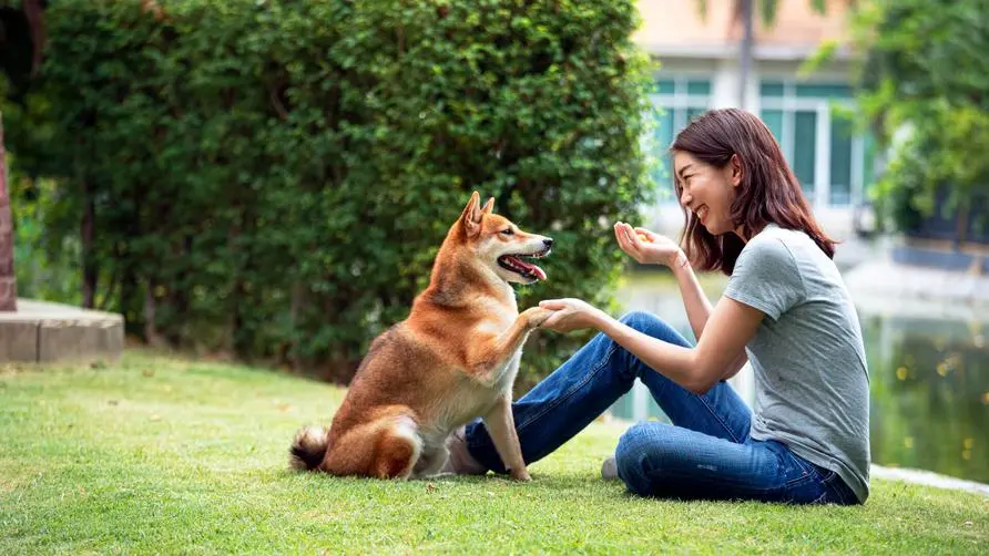 Five reports! College students lamented: "I feel so tired" due to the double impact of the epidemic and schoolwork! Touching pets more often can help relieve stress