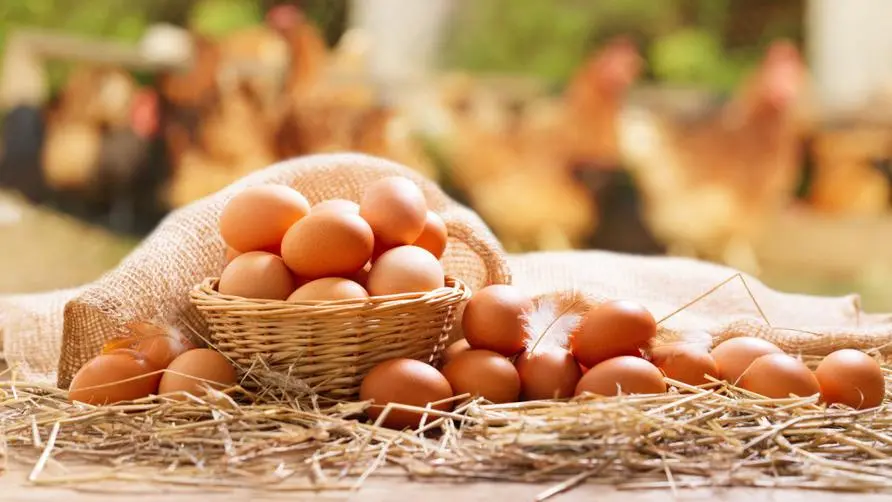 How to supplement protein when lacking eggs? Nutritionists list the common "7 major eggs". The smallest egg has the highest nutritional value