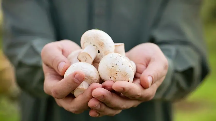 Vitamin D deficiency is 14 times more likely to be diagnosed with severe disease? Experts teach 2 tips to make up for it: Eat more sun-dried mushrooms